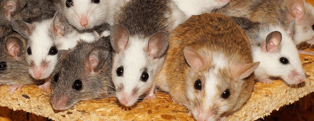 La psilocybine prolonge la durée de vie des cellules et des souris