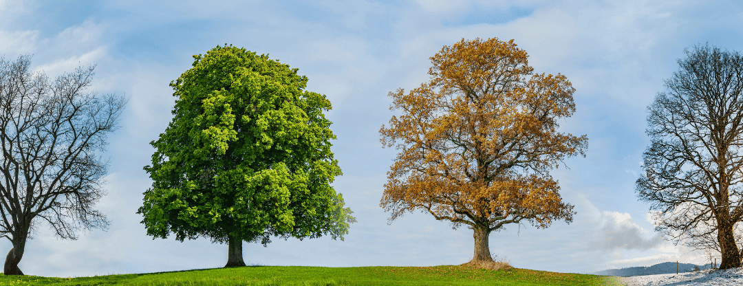 Les truffes magiques et le rythme des saisons